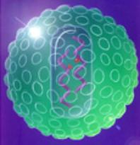 HIV AIDS Virus Cells