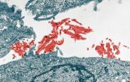 Pharamcology - Image of H1N1 Virus Cells