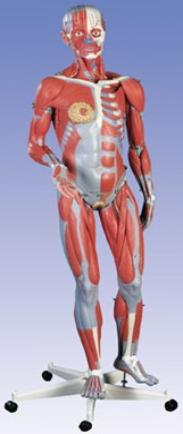 Female Muscle Figure Model