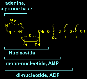 Medical Biochemistry