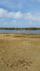 Scenic View of Eastern Bonaire Island - Flamingos in a Reserve on Route to Lac Bay Beach