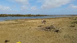 Scenic View of Eastern Bonaire Island - Donkey in a Reserve on Route to Lac Bay Beach