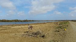 Scenic View of Eastern Bonaire Island - Donkey in a Reserve on Route to Lac Bay Beach