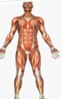 Human Body Model