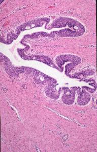 General Pathology