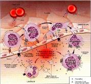 General Pathology