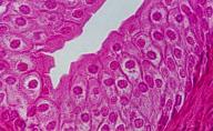 Histology