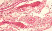 Histology