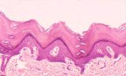 Histology