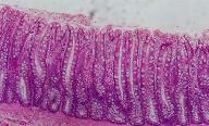 Histology
