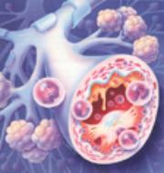 Human Embryology
