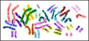Human Genome Sequencing