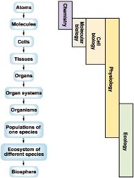 Human Physiology