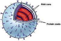 Influenza Virus Image