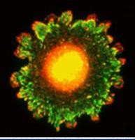 Molecular Cell Biology