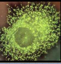 Molecular Cell Biology