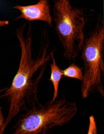 Molecular Cell Biology