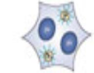 Molecular Cell Biology