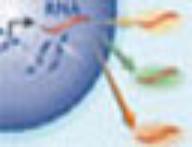 Molecular Cell Biology