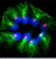 Molecular Cell Biology