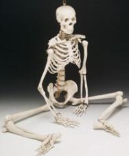 Human Body Skeleton Model