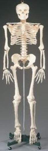 HUman Body Skeleton Model