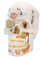 Human Skull Model