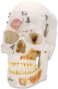 Human Skul Model