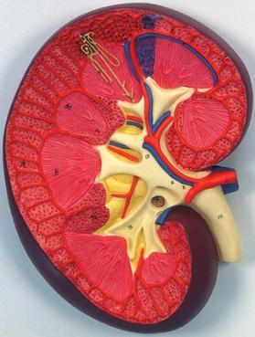 Female Kidneys Model