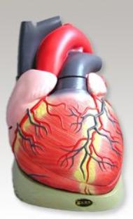 Human Heart Model