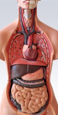 Life Sized Torso Human Body Model