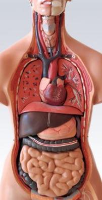 Life Sized Torso Human Body Model