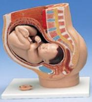 Human Pregnency Model