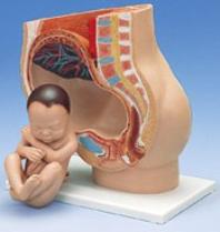 Human Pregnency Model